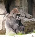 IMG_8652 gorilla